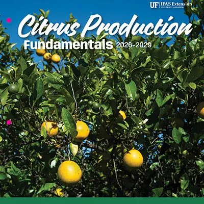thumbnail for publication: 2026–2029 Florida Citrus Production Guide: Citrus Black Spot